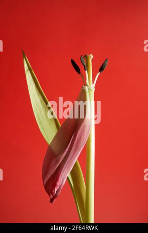 Verwelkte rote Tulpe mit Staubblättern und Blütenblättern auf weißem Hintergrund Stockfoto