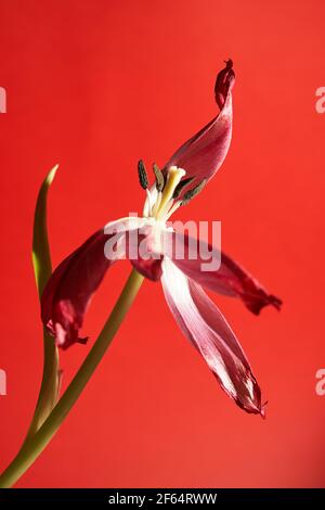 Verwelkte rote Tulpe mit Staubblättern und Blütenblättern auf weißem Hintergrund Stockfoto