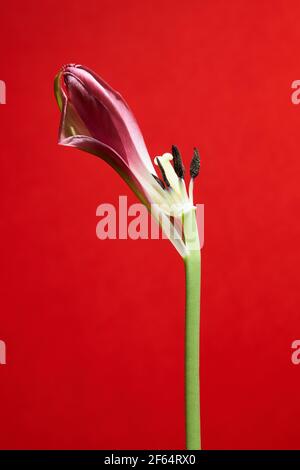 Verwelkte rote Tulpe mit Staubblättern und Blütenblättern auf weißem Hintergrund Stockfoto