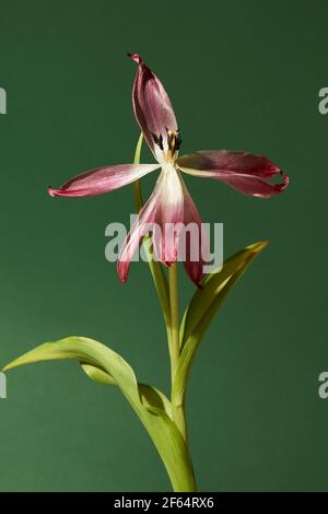 Verwelkte rote Tulpe mit Staubblättern und Blütenblättern auf weißem Hintergrund Stockfoto