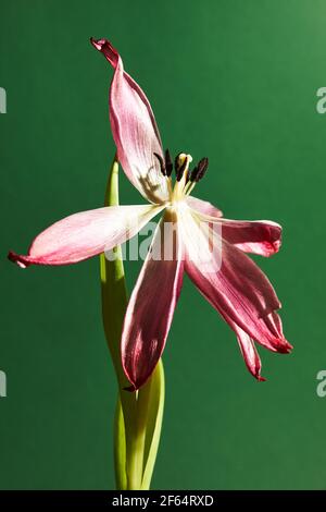 Verwelkte rote Tulpe mit Staubblättern und Blütenblättern auf weißem Hintergrund Stockfoto