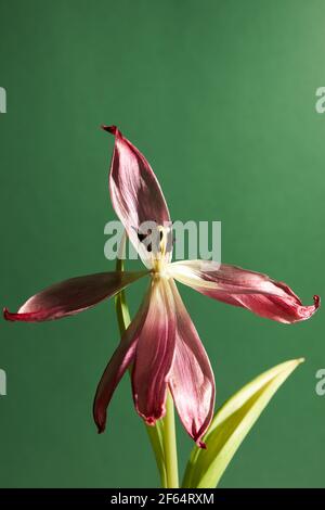 Verwelkte rote Tulpe mit Staubblättern und Blütenblättern auf weißem Hintergrund Stockfoto