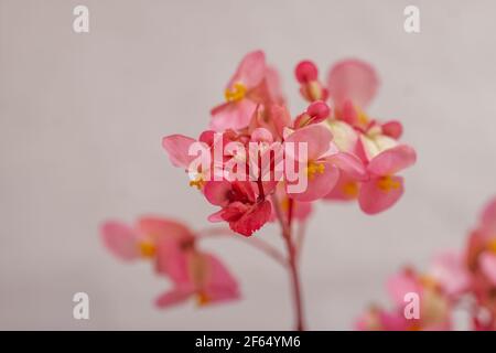 Rosa Begonien (Semperflorens Cultorum Group) blühen. Stockfoto