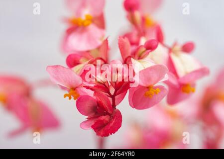 Rosa Begonien (Semperflorens Cultorum Group) blühen. Stockfoto