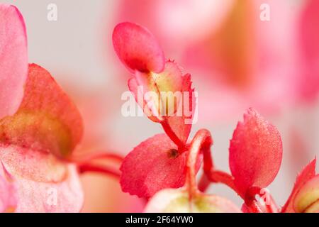 Rosa Begonien (Semperflorens Cultorum Group) blühen. Stockfoto