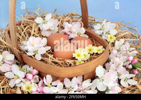 Frische braune Eier zum Frühstück in einem rustikalen Holzkorb mit Frühlingsapfelblüten und Primellblumen. Auf meliertem blauen Hintergrund. Natürliche gesunde Lebensmittel. Stockfoto