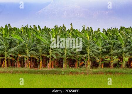 Bananenpflanzen im indischen Bundesstaat Tamil Nadu. Stockfoto