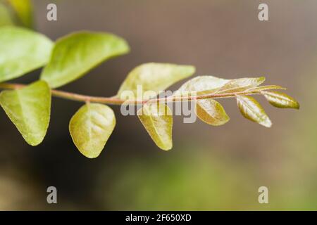 Die Pflanzen der Laubblätter (Murraya koenigii). Stockfoto