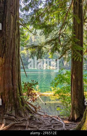 Cameron Lake und Cathedral Grove, MacMillan Provincial Park, Vancouver Island, British Columbia, Kanada Stockfoto