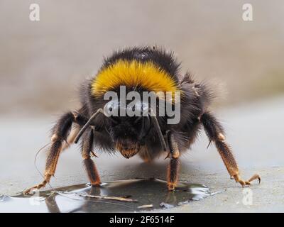 Nahaufnahme Makro einer Weißschwanzbumblebee Stockfoto