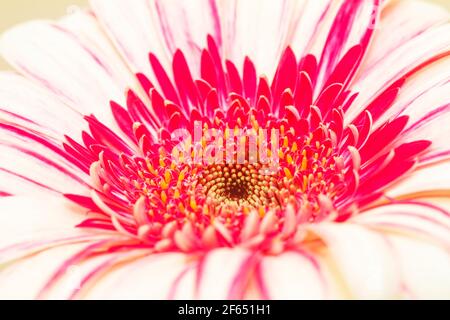 Rosa Gerbera Asteraceae, Familie der Gänseblümchen Stockfoto