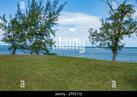 Casuarina pflanzt sich am Strand von La Prearia, südlich von Mauritius. Stockfoto