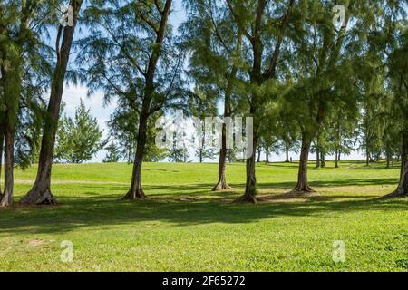 Casuarina pflanzt sich am Strand von La Prearia, südlich von Mauritius. Stockfoto