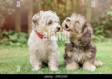 Zwei kleine Hunde sitzen zusammen Stockfoto