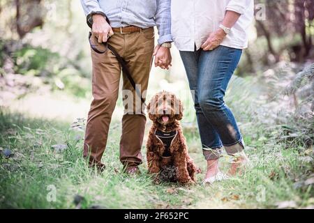 Labradoodle Wandern im Wald Stockfoto