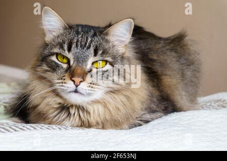 Große, gelbäugige, pelzige Katze, die auf dem Bett liegt. Porträt Stockfoto