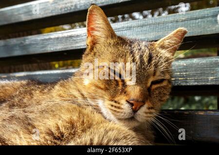 Gestreifte niedliche Katze liegt und schläft auf einer Bank Ein sonniger Tag Stockfoto
