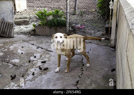 Hund in geschlossenen Kennel, ausgesetzten Tiere, Missbrauch Stockfoto