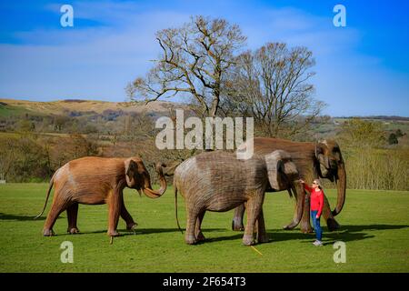 Amanda Houghton-Brown, die in Winchcombe wohnt, bewundert eine Herde lebensgroßer Elefantenfiguren, die von der internationalen Naturschutzorganisation Elephant Family geschaffen wurden und im Sudeley Castle in Winchcombe, Gloucestershire, ausgestellt werden, während sie ihren morgendlichen Hundespaziergang unternimmt. Bilddatum: Dienstag, 30. März 2021. Stockfoto