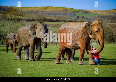 Amanda Houghton-Brown, die in Winchcombe wohnt, bewundert eine Herde lebensgroßer Elefantenfiguren, die von der internationalen Naturschutzorganisation Elephant Family geschaffen wurden und im Sudeley Castle in Winchcombe, Gloucestershire, ausgestellt werden, während sie ihren morgendlichen Hundespaziergang unternimmt. Bilddatum: Dienstag, 30. März 2021. Stockfoto