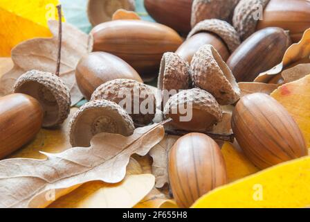 Zusammensetzung der Eicheln aus Eiche. Stockfoto