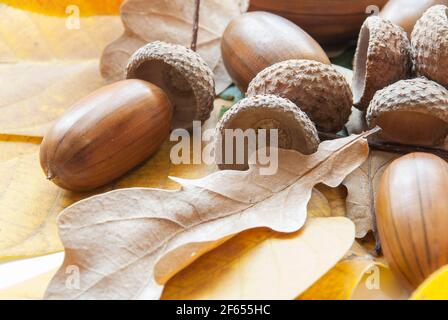 Zusammensetzung der Eicheln aus Eiche. Stockfoto