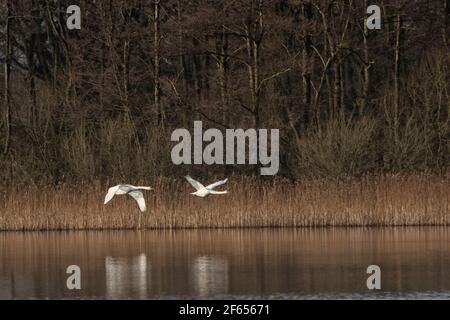 Ein Paar Mute Swans, die auf den Norfolk Broads starten, jagen und landen Stockfoto