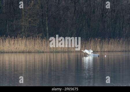 Ein Paar Mute Swans, die auf den Norfolk Broads starten, jagen und landen Stockfoto