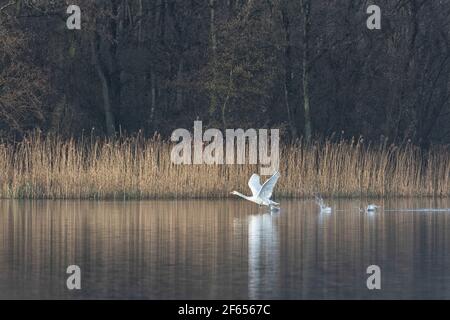 Ein Paar Mute Swans, die auf den Norfolk Broads starten, jagen und landen Stockfoto