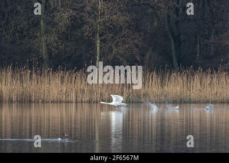 Ein Paar Mute Swans, die auf den Norfolk Broads starten, jagen und landen Stockfoto
