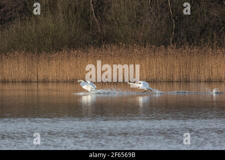 Ein Paar Mute Swans, die auf den Norfolk Broads starten, jagen und landen Stockfoto