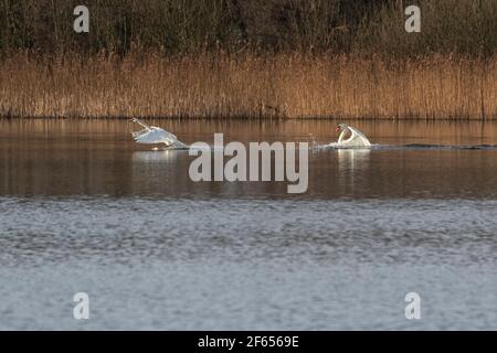 Ein Paar Mute Swans, die auf den Norfolk Broads starten, jagen und landen Stockfoto