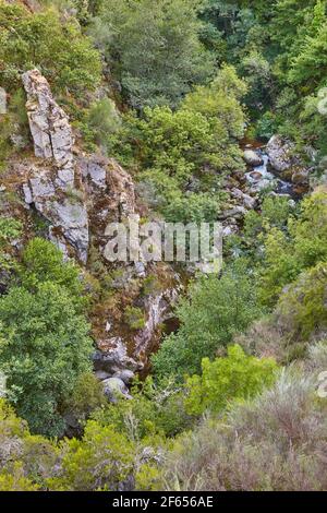 Grüner atlantischer Wald in Ribeira sacra. Mao Fluss, Galizien. Spanien Stockfoto