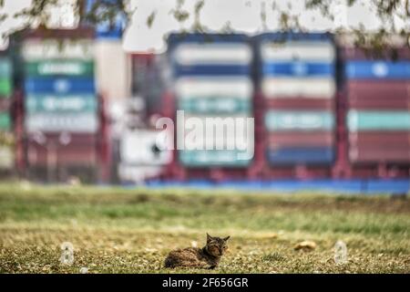 Ismailia, Ägypten. März 2021, 30th. Eine Katze sitzt auf dem Boden, während ein Frachtschiff heute, Dienstag, im Suezkanal in Ismailia segelt. Der Verkehr im Suezkanal nahm am Montag Stunden wieder auf, nachdem das von der Evergreen Marine Corporation betriebene "jemals gegebene" Containerschiff, das die entscheidende Schifffahrtsroute fast eine Woche lang blockierte, freigelassen wurde. Kredit: Sayed Hassan/dpa/Alamy Live Nachrichten Stockfoto