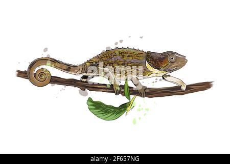Chamäleon aus einem Spritzer Aquarell, farbige Zeichnung, realistisch. Vektordarstellung von Farben Stock Vektor