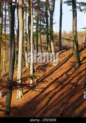 Ansicht des Herbstwaldes, Laubbuche, Chriby, Tschechische Republik Stockfoto