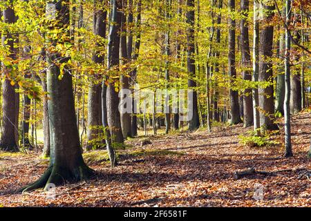 Ansicht des Herbstwaldes, Laubbuche, Chriby, Tschechische Republik Stockfoto