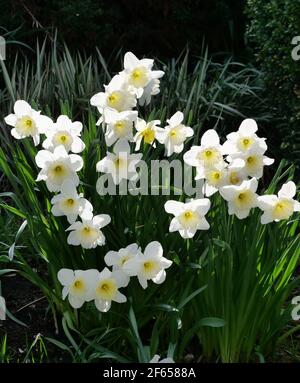 Gelbe Narzissen mit gelben Zentren in Blüte mit Grün Laub Stockfoto