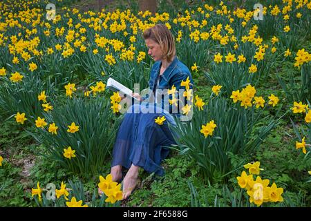 Edinburgh, Schottland, Vereinigtes Königreich Wetter. März 2021. Bewölkt im Wald, Temperatur 15 Grad Celsius. Anna Neubert-Wood of WanderWomen Scotland genießt die Ruhe und Einsamkeit inmitten der goldenen Narzissen. Anna teilt ihre Leidenschaft für die Natur gerne mit gleichgesinnten Frauen: An schönen Orten wandern, alles, was sie braucht, im Rucksack, wandern und Wunder in der Natur finden, eins sein mit dem, was sie und ihre Begleiter umgibt. Stockfoto