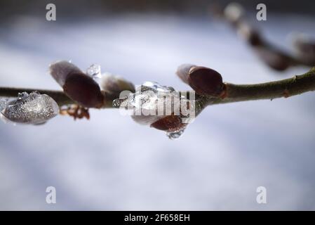 Frische junge Knospen des Frühlings gefroren im späten Wintereis Nach einem Schnapps kalten Wetters in Nahaufnahme Blick in ein Konzept des Wechsels der Jahreszeiten Stockfoto