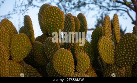 Opuntia microdasys (Engelsflügel, Hasen-Ohren-Kaktus, Hasen-Kaktus oder Polka-dot-Kaktus) ist eine blühende Pflanze aus der Kaktusfamilie Cactaceae Stockfoto