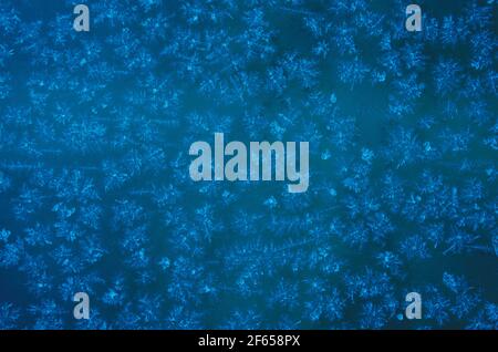 Schneeflocken aus der Nähe. Weicher Fokus und verschwommen. Dunkelblauer Winterhintergrund. Schneestruktur. Stockfoto