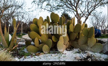 Opuntia microdasys (Engelsflügel, Hasen-Ohren-Kaktus, Hasen-Kaktus oder Polka-dot-Kaktus) ist eine blühende Pflanze aus der Kaktusfamilie Cactaceae Stockfoto