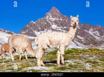 Lamas oder lama, Gruppe von Lamas auf Weideland, Anden, Peru Stockfoto