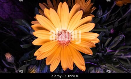 African Daisy,Osteospermum ist eine Gattung von blühenden Pflanzen, die zu den Calenduleae gehören, einem der kleineren Stämme der Familie der Sonnenblumen-Gänseblümchen Astera Stockfoto