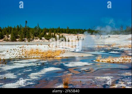 Geothermische Pools am Porcelain Basin Boardwalk Trail in Norris Geyser Becken Stockfoto