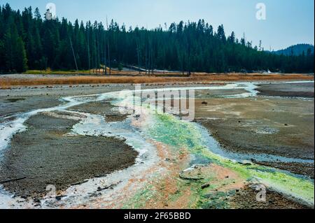 Geothermische Pools am Porcelain Basin Boardwalk Trail in Norris Geyser Becken Stockfoto