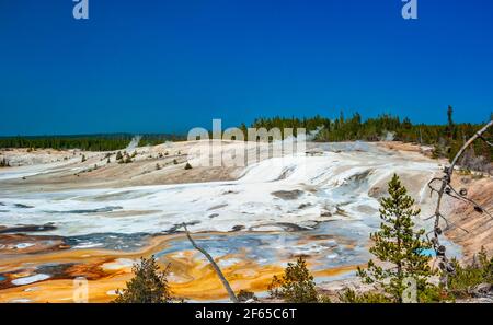 Geothermische Pools am Porcelain Basin Boardwalk Trail in Norris Geyser Becken Stockfoto