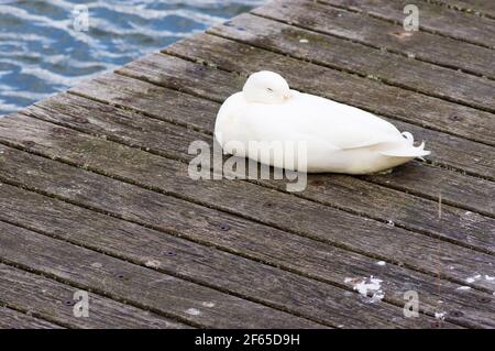 Weiße Ente ruht auf einem Kai eines Teiches Stockfoto