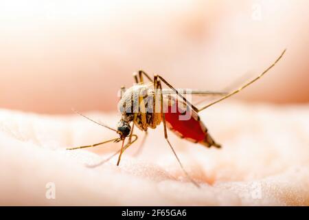 Enzephalitis, Gelbfieber, Malaria, Krankheit, Mayaro oder Zika Virus infiziert Culex Moskito Parasiten Insekt auf der Haut Makro Stockfoto